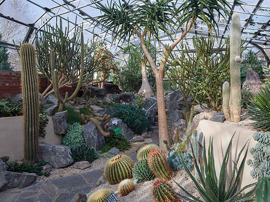 cactus house